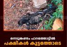 നെടുങ്കണ്ടം പാറത്തോട്ടില്‍ പക്ഷികള്‍ കൂട്ടത്തോടെ ചാകുന്നു 
