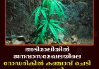 അടിമാലിയില്‍ ജനവാസമേഖലയിലെ റോഡരികില്‍ കഞ്ചാവ് ചെടി കണ്ടെത്തി 