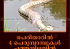 പെരിയാറില്‍ 4 പെരുമ്പാമ്പുകള്‍ ചത്തനിലയില്‍: സംഭവം തടിയമ്പാട്ട്