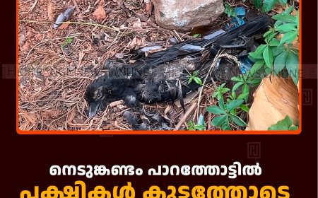 നെടുങ്കണ്ടം പാറത്തോട്ടില്‍ പക്ഷികള്‍ കൂട്ടത്തോടെ ചാകുന്നു 