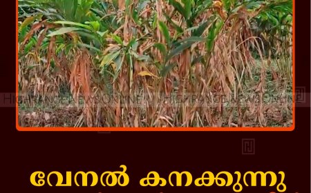വേനല്‍ കനക്കുന്നു: ഏലം കര്‍ഷകര്‍ ആശങ്കയില്‍ 