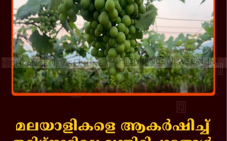മലയാളികളെ ആകര്‍ഷിച്ച് തമിഴ്‌നാട്ടിലെ മുന്തിരിപ്പാടങ്ങള്‍ 