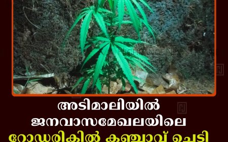 അടിമാലിയില്‍ ജനവാസമേഖലയിലെ റോഡരികില്‍ കഞ്ചാവ് ചെടി കണ്ടെത്തി 
