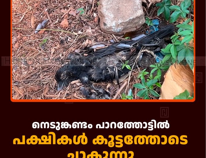 നെടുങ്കണ്ടം പാറത്തോട്ടില്‍ പക്ഷികള്‍ കൂട്ടത്തോടെ ചാകുന്നു 