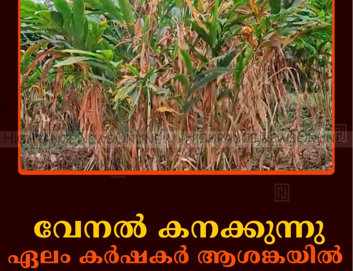 വേനല്‍ കനക്കുന്നു: ഏലം കര്‍ഷകര്‍ ആശങ്കയില്‍ 