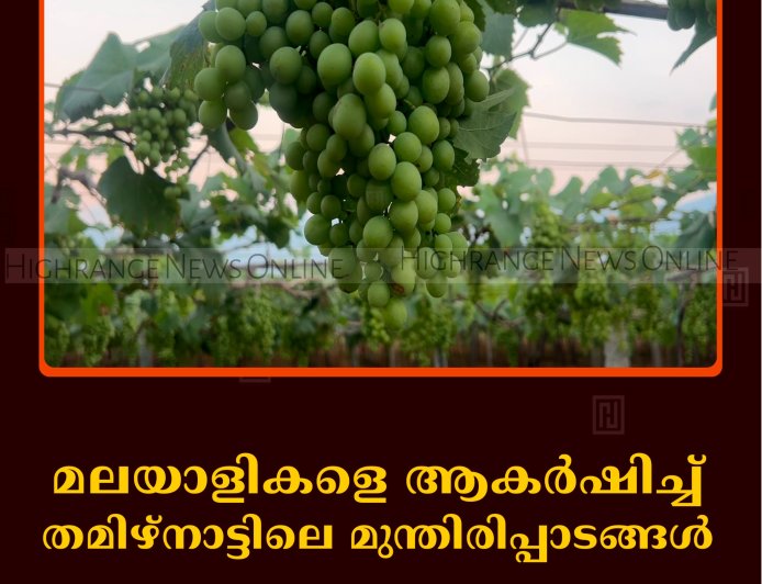 മലയാളികളെ ആകര്‍ഷിച്ച് തമിഴ്‌നാട്ടിലെ മുന്തിരിപ്പാടങ്ങള്‍ 