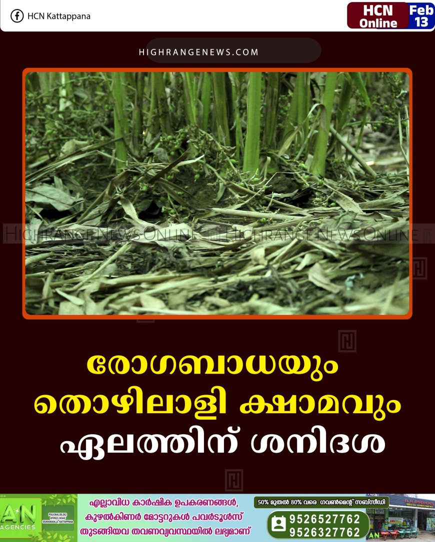 രോഗബാധയും തൊഴിലാളി ക്ഷാമവും: ഏലത്തിന് ശനിദശ