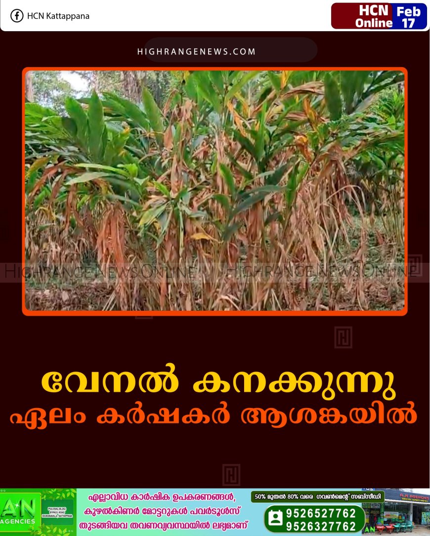 വേനല്‍ കനക്കുന്നു: ഏലം കര്‍ഷകര്‍ ആശങ്കയില്‍ 