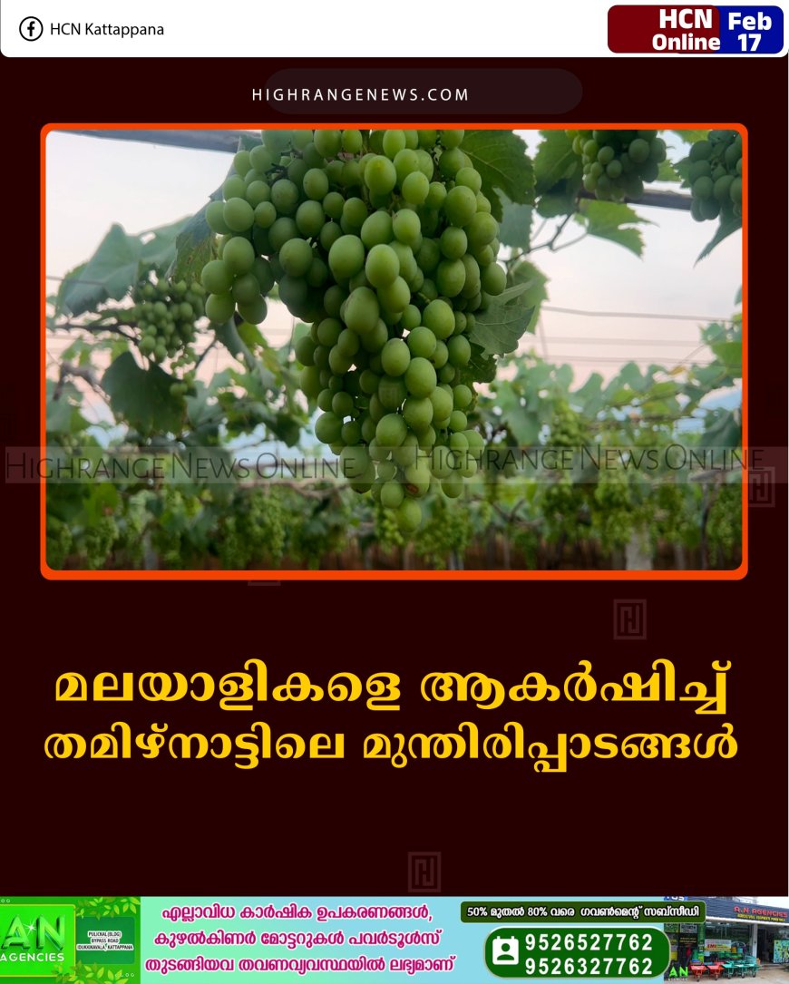 മലയാളികളെ ആകര്‍ഷിച്ച് തമിഴ്‌നാട്ടിലെ മുന്തിരിപ്പാടങ്ങള്‍ 