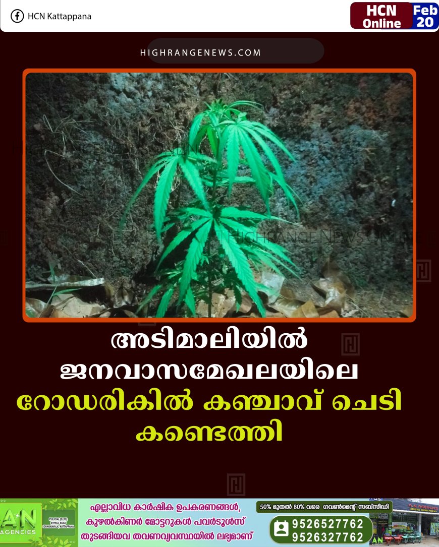 അടിമാലിയില്‍ ജനവാസമേഖലയിലെ റോഡരികില്‍ കഞ്ചാവ് ചെടി കണ്ടെത്തി 