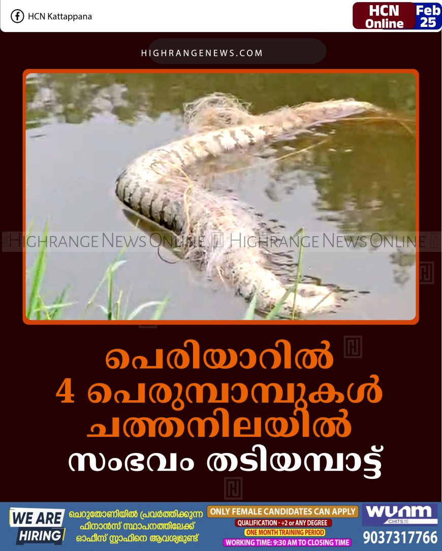 പെരിയാറില്‍ 4 പെരുമ്പാമ്പുകള്‍ ചത്തനിലയില്‍: സംഭവം തടിയമ്പാട്ട്