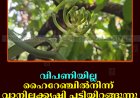 വിപണിയില്ല: ഹൈറേഞ്ചില്‍നിന്ന് വാനിലക്കൃഷി പടിയിറങ്ങുന്നു