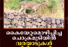 കൈയേറ്റമൊഴിപ്പിച്ച ചൊക്രമുടിയില്‍ വരയാടുകള്‍ തിരിച്ചെത്തി
