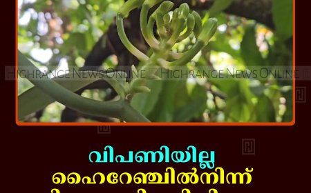 വിപണിയില്ല: ഹൈറേഞ്ചില്‍നിന്ന് വാനിലക്കൃഷി പടിയിറങ്ങുന്നു