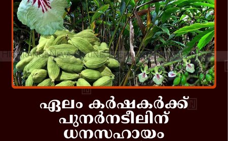 ഏലം കര്‍ഷകര്‍ക്ക് പുനര്‍നടീലിന് ധനസഹായം: അപേക്ഷ നല്‍കേണ്ട അവസാന തീയതി 25  