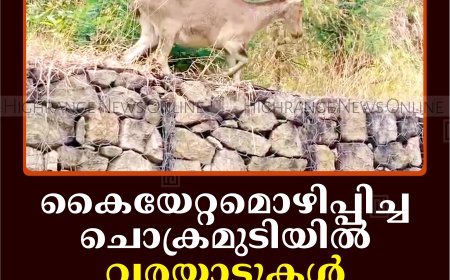 കൈയേറ്റമൊഴിപ്പിച്ച ചൊക്രമുടിയില്‍ വരയാടുകള്‍ തിരിച്ചെത്തി
