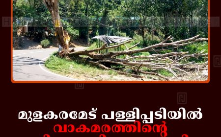 മുളകരമേട് പള്ളിപ്പടിയില്‍ വാകമരത്തിന്റെ ശിഖരം നിലംപൊത്തി: വന്‍ അപകടം ഒഴിവായി
