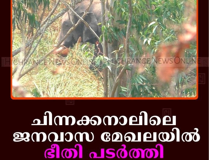 ചിന്നക്കനാലിലെ ജനവാസ മേഖലയില്‍ ഭീതി പടര്‍ത്തി ചക്കകൊമ്പന്‍   