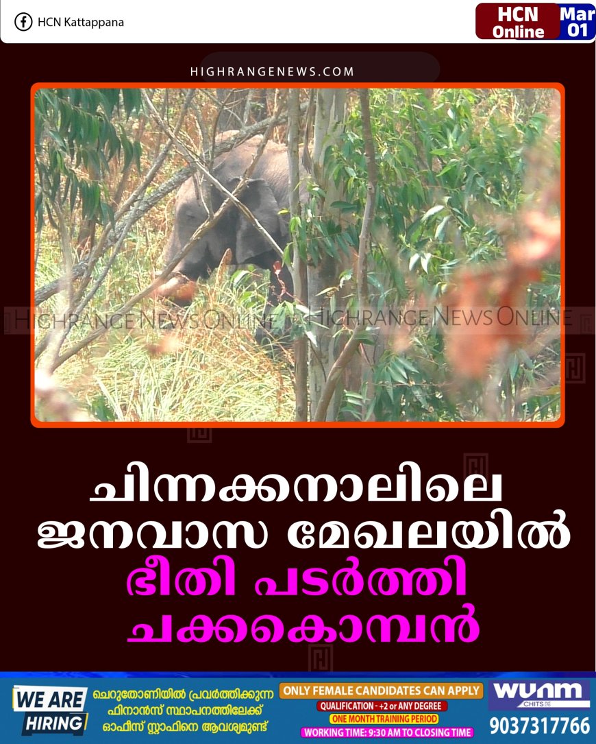 ചിന്നക്കനാലിലെ ജനവാസ മേഖലയില്‍ ഭീതി പടര്‍ത്തി ചക്കകൊമ്പന്‍   