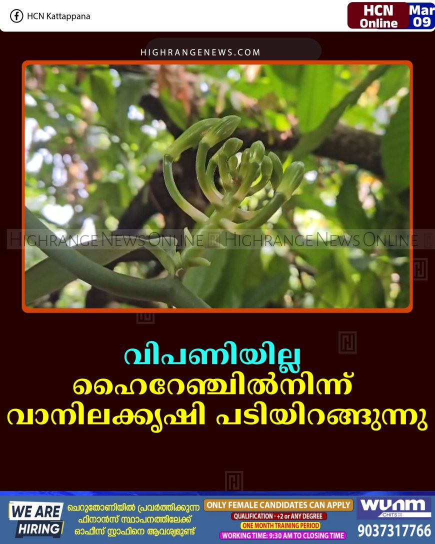 വിപണിയില്ല: ഹൈറേഞ്ചില്‍നിന്ന് വാനിലക്കൃഷി പടിയിറങ്ങുന്നു