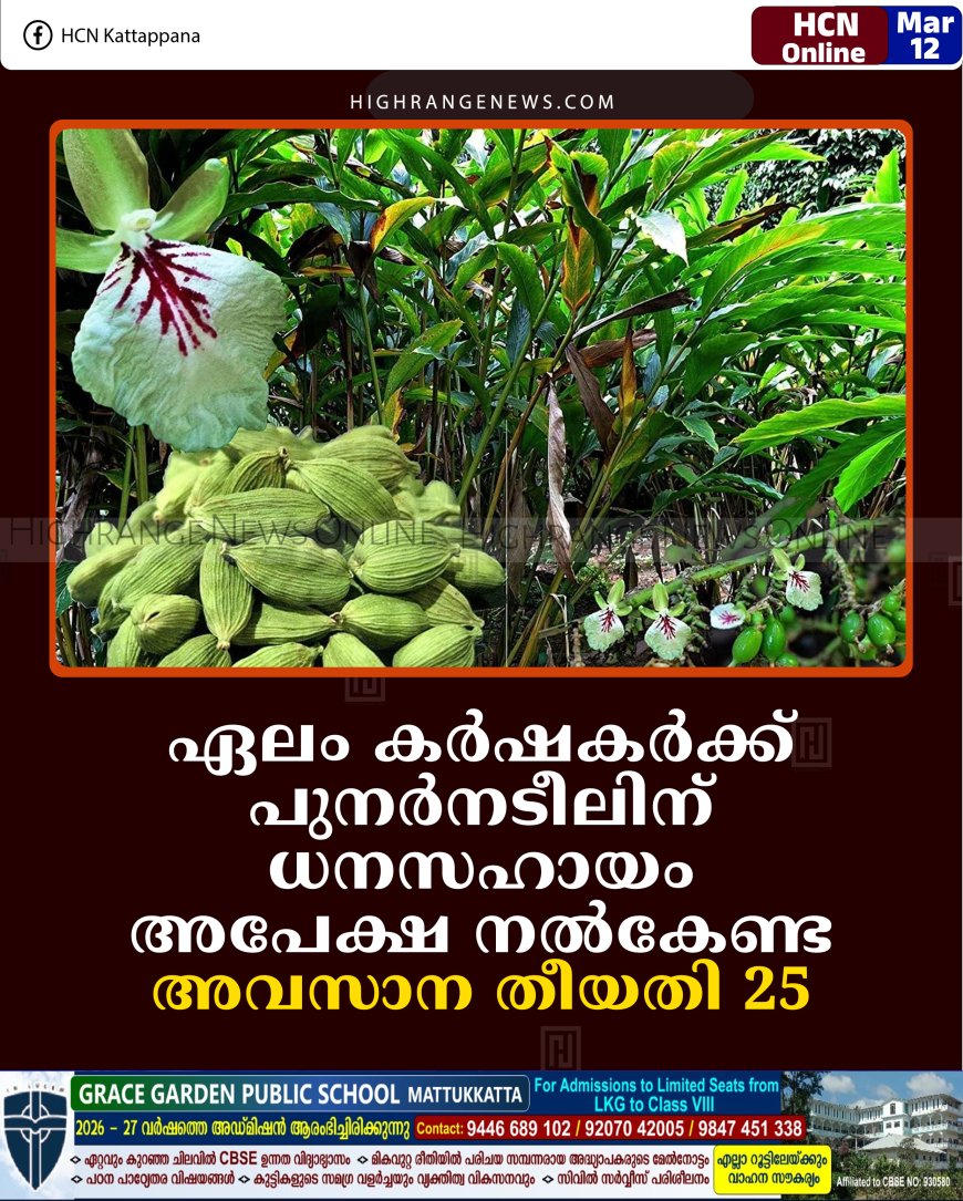 ഏലം കര്‍ഷകര്‍ക്ക് പുനര്‍നടീലിന് ധനസഹായം: അപേക്ഷ നല്‍കേണ്ട അവസാന തീയതി 25  
