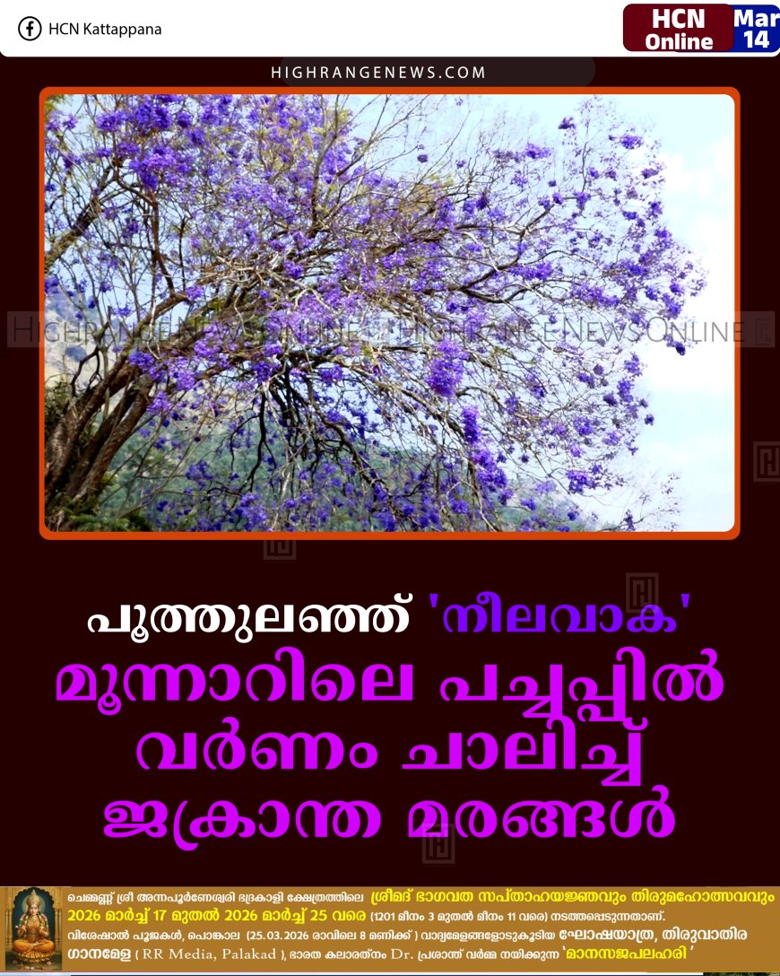 പൂത്തുലഞ്ഞ് 'നീലവാക': മൂന്നാറിലെ പച്ചപ്പില്‍ വര്‍ണം ചാലിച്ച് ജക്രാന്ത മരങ്ങള്‍