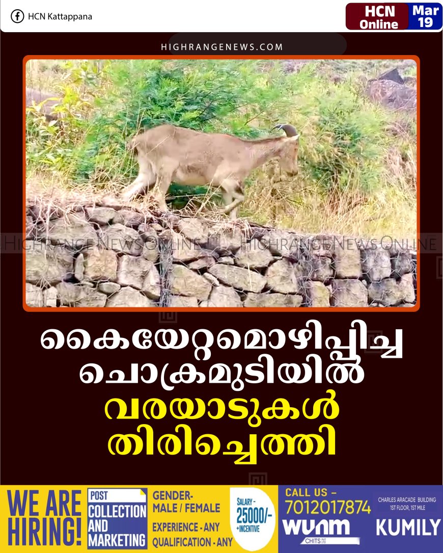 കൈയേറ്റമൊഴിപ്പിച്ച ചൊക്രമുടിയില്‍ വരയാടുകള്‍ തിരിച്ചെത്തി