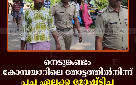 നെടുങ്കണ്ടം കോമ്പയാറിലെ തോട്ടത്തില്‍നിന്ന് പച്ച ഏലക്കാ മോഷ്ടിച്ചയാള്‍ പിടിയില്‍ 