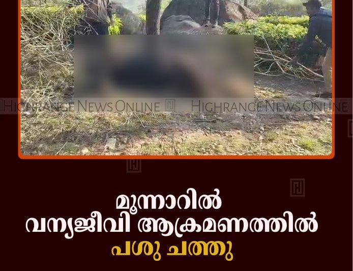 മൂന്നാറില്‍ വന്യജീവി ആക്രമണത്തില്‍ പശു ചത്തു 