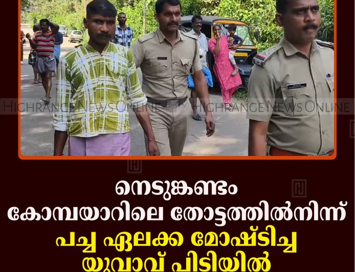നെടുങ്കണ്ടം കോമ്പയാറിലെ തോട്ടത്തില്‍നിന്ന് പച്ച ഏലക്കാ മോഷ്ടിച്ചയാള്‍ പിടിയില്‍ 