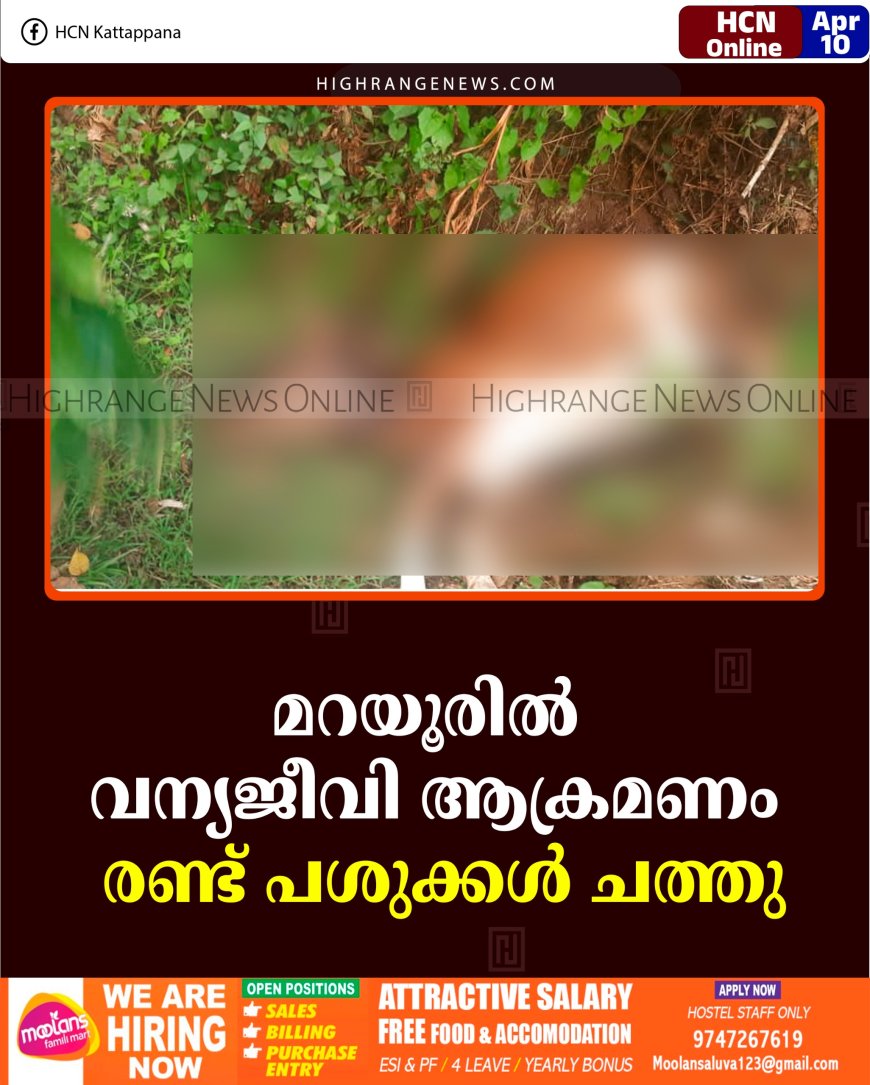 മറയൂരില്‍ വന്യജീവി ആക്രമണം:  രണ്ട് പശുക്കള്‍ ചത്തു 