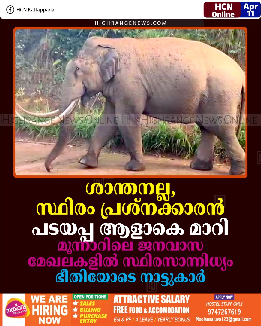 ശാന്തനല്ല, സ്ഥിരം പ്രശ്‌നക്കാരന്‍: പടയപ്പ ആളാകെ മാറി: മൂന്നാറിലെ ജനവാസ മേഖലകളില്‍ സ്ഥിരസാന്നിധ്യം: ഭീതിയോടെ നാട്ടുകാര്‍