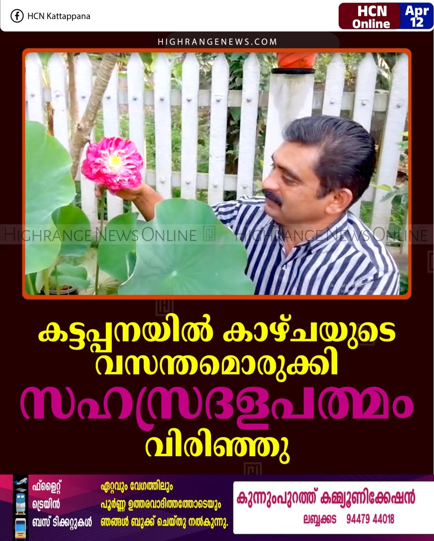 കട്ടപ്പനയില്‍ കാഴ്ചയുടെ വസന്തമൊരുക്കി സഹസ്രദളപത്മം വിരിഞ്ഞു