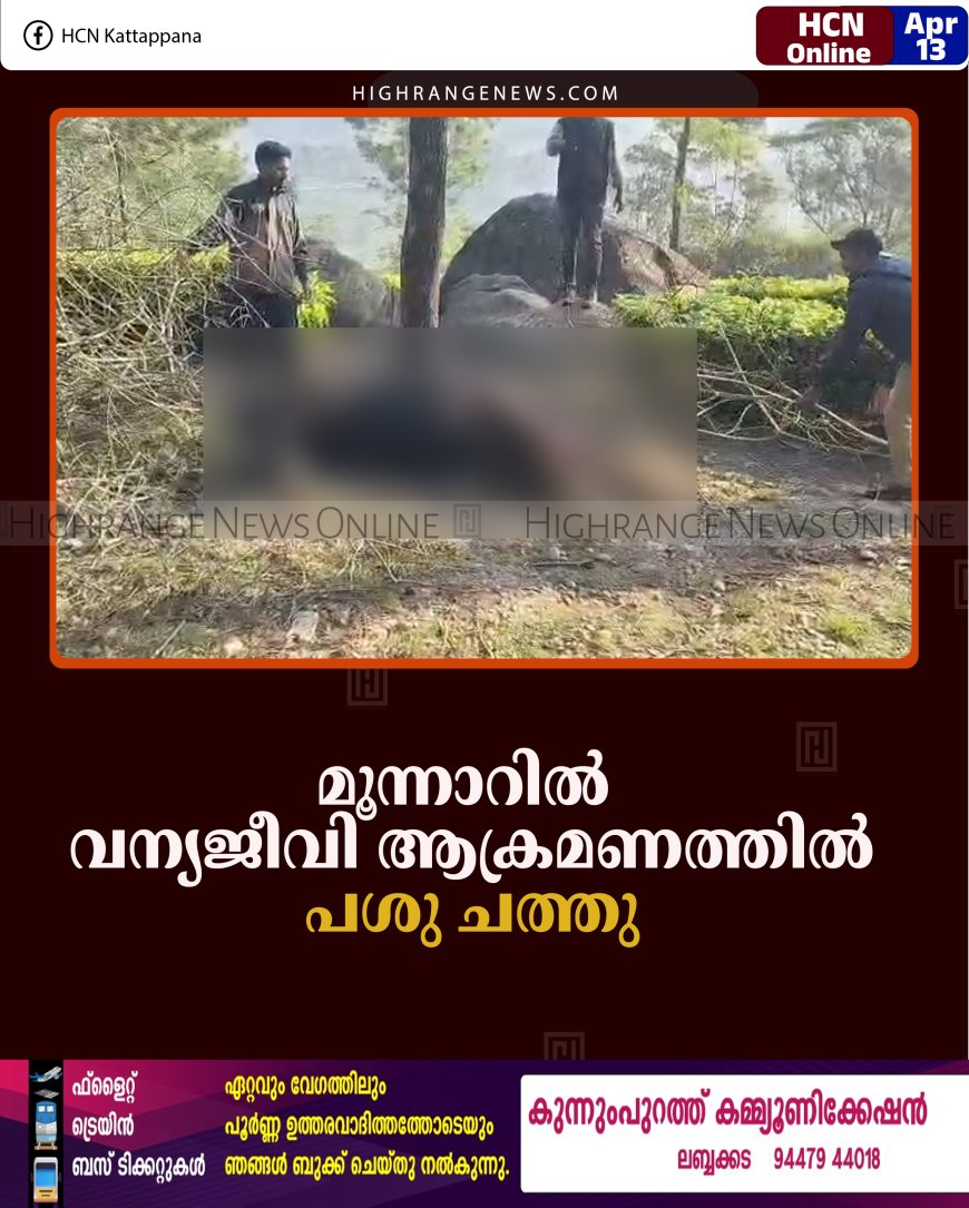 മൂന്നാറില്‍ വന്യജീവി ആക്രമണത്തില്‍ പശു ചത്തു 