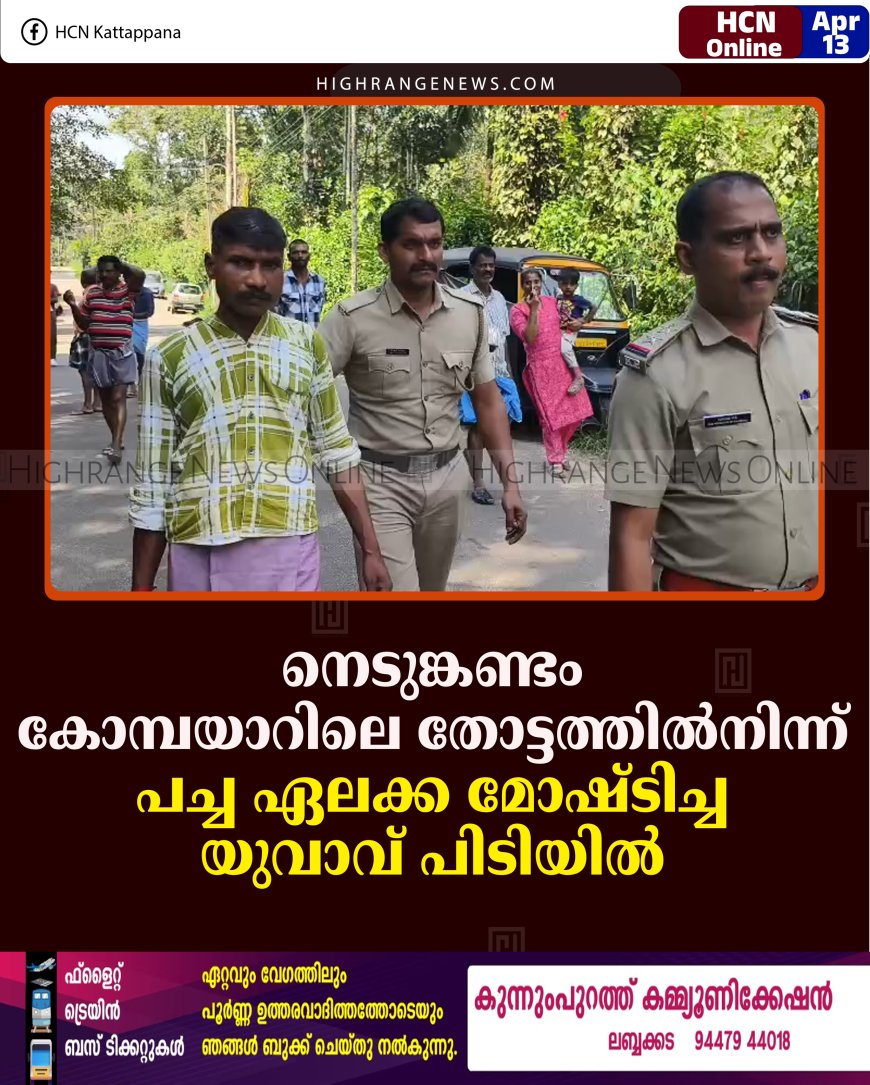 നെടുങ്കണ്ടം കോമ്പയാറിലെ തോട്ടത്തില്‍നിന്ന് പച്ച ഏലക്കാ മോഷ്ടിച്ചയാള്‍ പിടിയില്‍ 