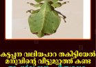 കട്ടപ്പന വലിയപാറ തകിട്ടിയേല്‍ മനുവിന്റെ വീട്ടുമുറ്റത്ത് കണ്ട അപൂര്‍വ ഇനം ചിത്രശലഭം.