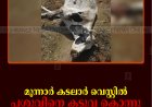 മൂന്നാര്‍ കടലാര്‍ വെസ്റ്റില്‍ പശുവിനെ കടുവ കൊന്നു