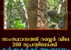 സംസ്ഥാനത്ത് റബ്ബര്‍ വില 260 രൂപയിലേക്ക്: കര്‍ഷകര്‍ക്ക് ആശ്വാസം 