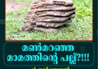 'മണ്‍മറഞ്ഞ മാമത്തിന്റെ പല്ല്?'': ചര്‍ച്ചാവിഷയമായി രാജകുമാരി മുരിക്കുംതൊട്ടിയിലെ അത്ഭുതവസ്തു