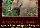 കാട്ടാനശല്യം രൂക്ഷം: മൂന്നാറിലെ പച്ചക്കറി കൃഷി പ്രതിസന്ധിയില്‍ 