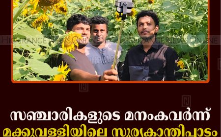 സഞ്ചാരികളുടെ മനംകവര്‍ന്ന് മക്കുവള്ളിയിലെ സൂര്യകാന്തിപ്പാടം 