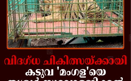 വിദഗ്ധ ചികിത്സയ്ക്കായി കടുവ 'മംഗള'യെ തൃശൂര്‍ സുവോളജിക്കല്‍ പാര്‍ക്കിലേക്ക് മാറ്റി