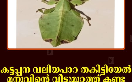 കട്ടപ്പന വലിയപാറ തകിട്ടിയേല്‍ മനുവിന്റെ വീട്ടുമുറ്റത്ത് കണ്ട അപൂര്‍വ ഇനം ചിത്രശലഭം.
