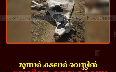 മൂന്നാര്‍ കടലാര്‍ വെസ്റ്റില്‍ പശുവിനെ കടുവ കൊന്നു