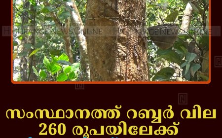സംസ്ഥാനത്ത് റബ്ബര്‍ വില 260 രൂപയിലേക്ക്: കര്‍ഷകര്‍ക്ക് ആശ്വാസം 