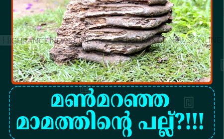 'മണ്‍മറഞ്ഞ മാമത്തിന്റെ പല്ല്?'': ചര്‍ച്ചാവിഷയമായി രാജകുമാരി മുരിക്കുംതൊട്ടിയിലെ അത്ഭുതവസ്തു