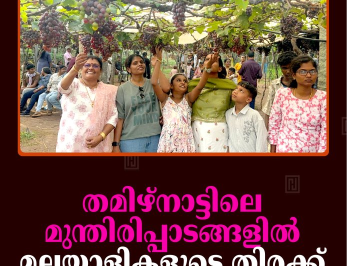 തമിഴ്‌നാട്ടിലെ മുന്തിരിപ്പാടങ്ങളില്‍ മലയാളികളുടെ തിരക്ക്