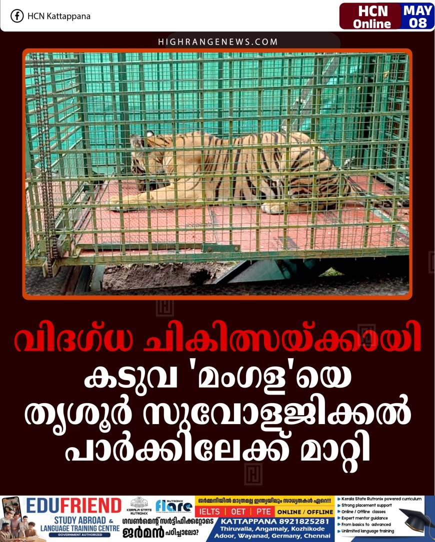വിദഗ്ധ ചികിത്സയ്ക്കായി കടുവ 'മംഗള'യെ തൃശൂര്‍ സുവോളജിക്കല്‍ പാര്‍ക്കിലേക്ക് മാറ്റി