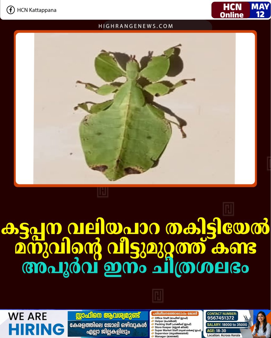 കട്ടപ്പന വലിയപാറ തകിട്ടിയേല്‍ മനുവിന്റെ വീട്ടുമുറ്റത്ത് കണ്ട അപൂര്‍വ ഇനം ചിത്രശലഭം.