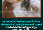 പറക്കാന്‍ ശ്രമിക്കുന്നതിനിടെ നിലത്തേയ്ക്ക് പതിച്ച് വേഴാമ്പല്‍ കുഞ്ഞ്: രക്ഷകരായി നാട്ടുകാരും വനപാലകരും